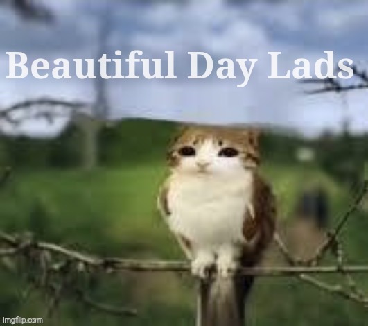 A meowl | Beautiful Day Lads | image tagged in a meowl | made w/ Imgflip meme maker