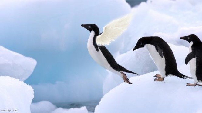 penguin dream | image tagged in flying penguin,dream | made w/ Imgflip meme maker