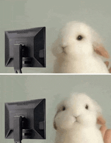 white rabbit looking at computer Blank Meme Template