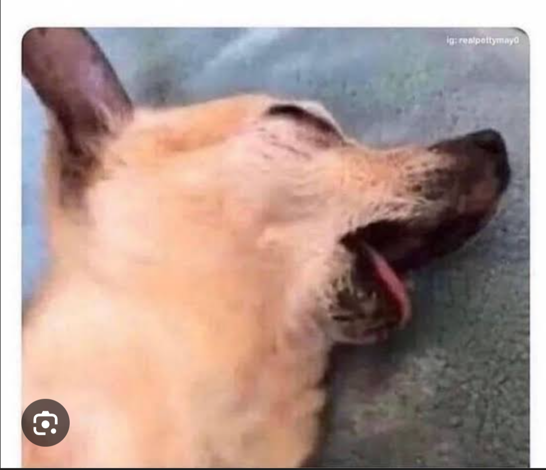 Exhausted dog Blank Meme Template