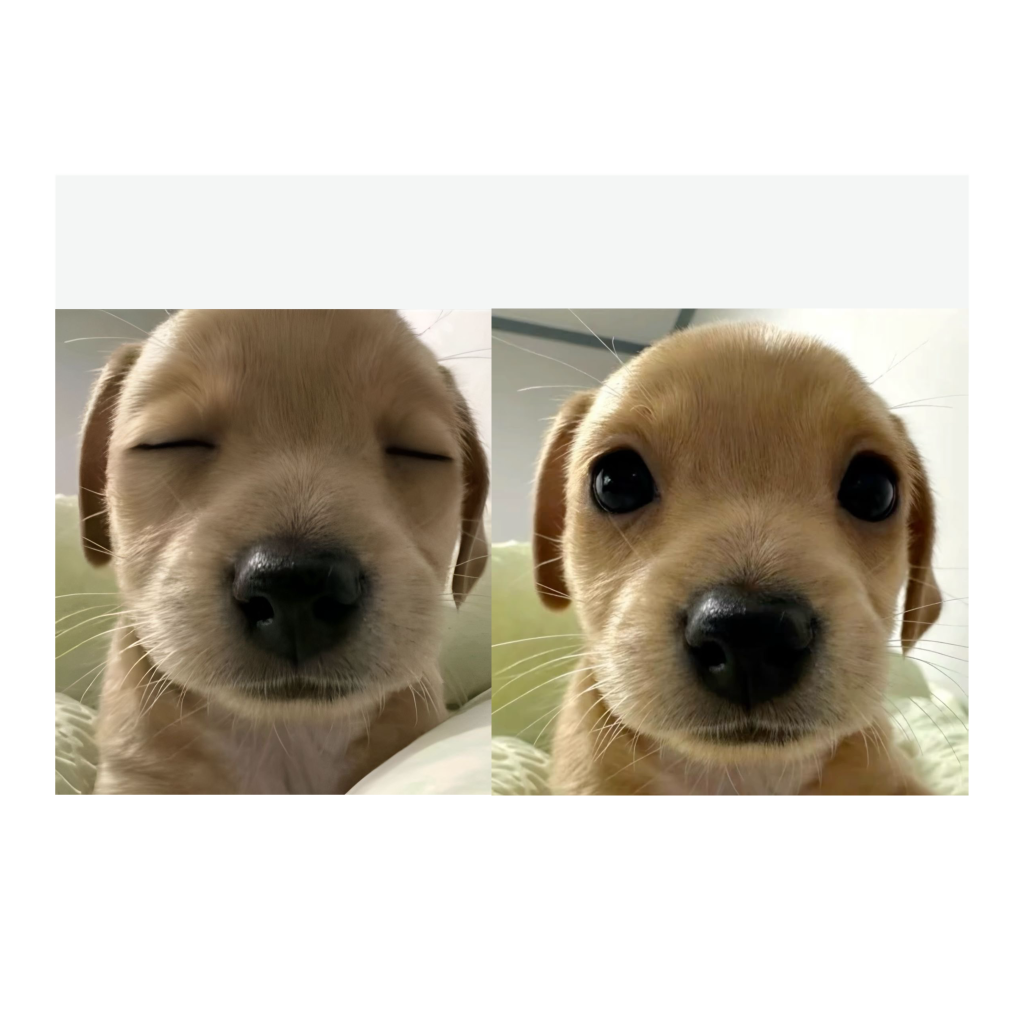 Bored Doggy Blank Meme Template