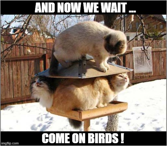 This 'Ambush' Strategy Will Fail ! | AND NOW WE WAIT ... COME ON BIRDS ! | image tagged in cats,hunting,strategy,fail | made w/ Imgflip meme maker