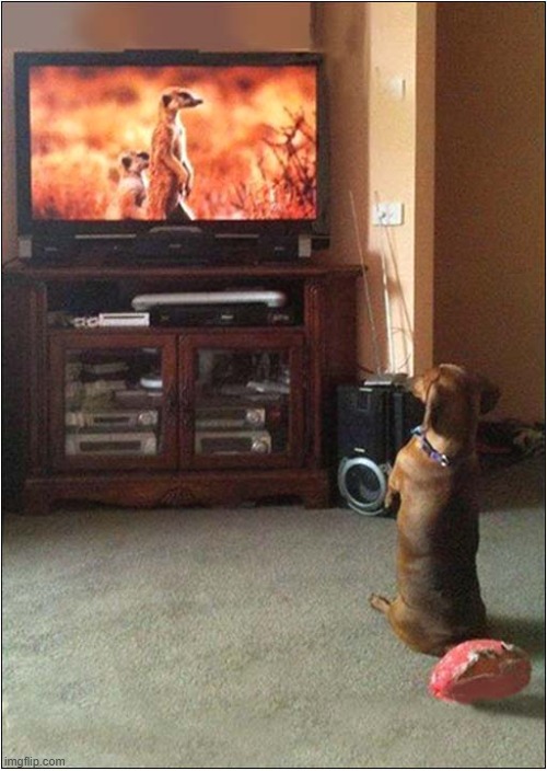 He Now Identifies As A Meerkat ! | image tagged in dogs,dachshund,meerkats | made w/ Imgflip meme maker