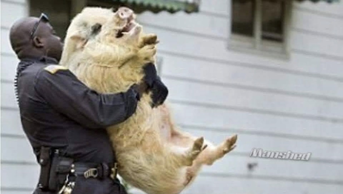 Cop carrying pig Blank Meme Template