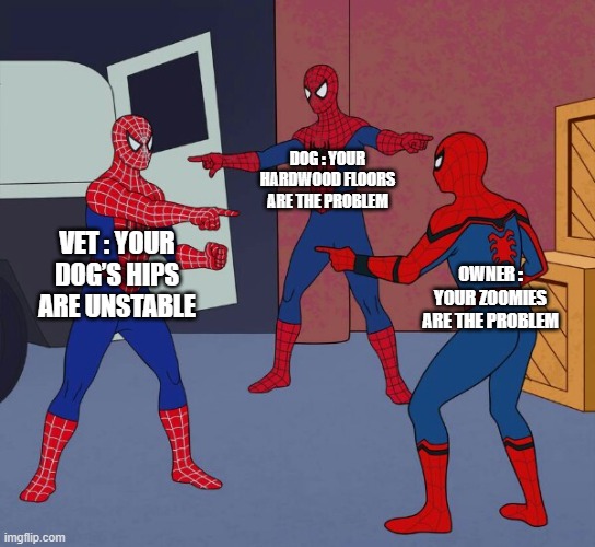 The Hip Dysplasia Blame Game: Everyone Pointing at Everyone | DOG : YOUR HARDWOOD FLOORS ARE THE PROBLEM; VET : YOUR DOG’S HIPS ARE UNSTABLE; OWNER : YOUR ZOOMIES ARE THE PROBLEM | image tagged in spider man triple | made w/ Imgflip meme maker
