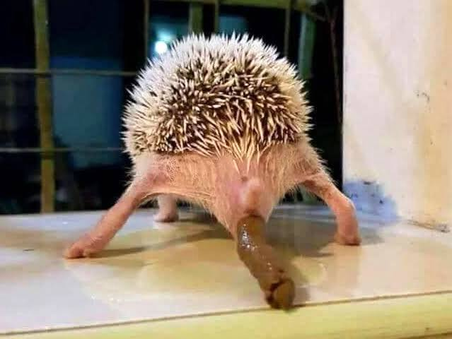 shitting hedgehog Blank Meme Template