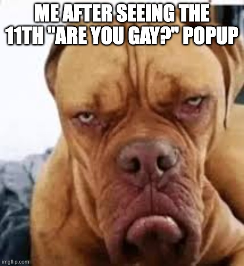 it ticks me off | ME AFTER SEEING THE 11TH "ARE YOU GAY?" POPUP | image tagged in ticked off dog | made w/ Imgflip meme maker