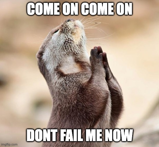 animal praying | COME ON COME ON DONT FAIL ME NOW | image tagged in animal praying | made w/ Imgflip meme maker