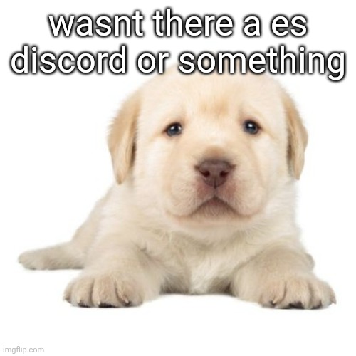 really cute puppy | wasnt there a es discord or something | image tagged in really cute puppy | made w/ Imgflip meme maker