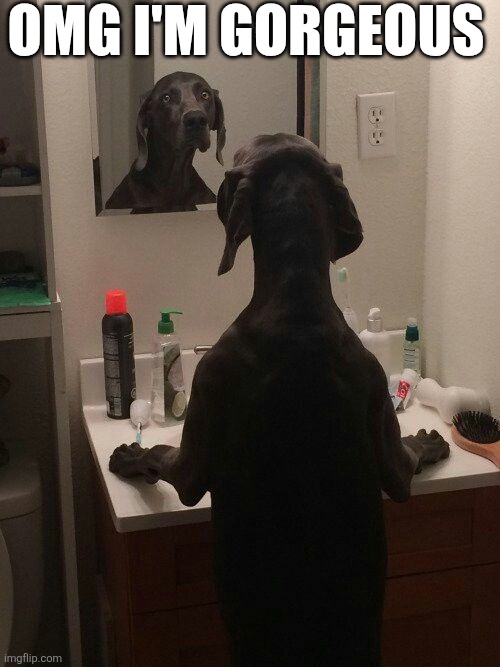 OMG I'm Gorgeous | OMG I'M GORGEOUS | image tagged in chrisjoines1 | made w/ Imgflip meme maker