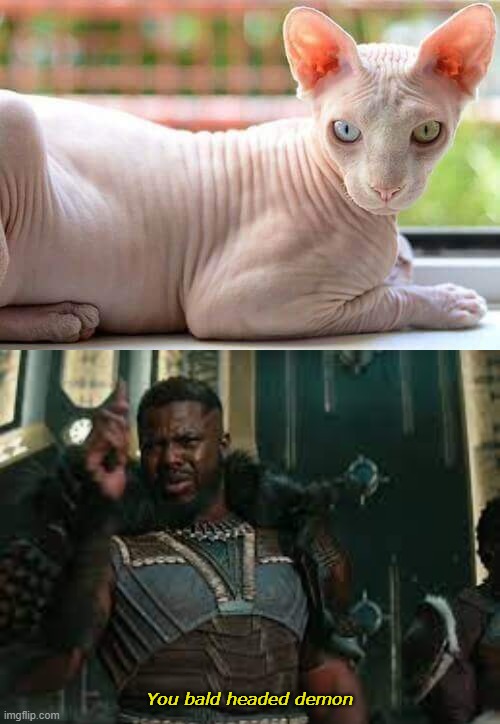All cats are so evil | You bald headed demon | image tagged in m'baku you bald headed demon,i made the m'baku template,sphynx cat,hairless cat,m'baku wakanda forever | made w/ Imgflip meme maker
