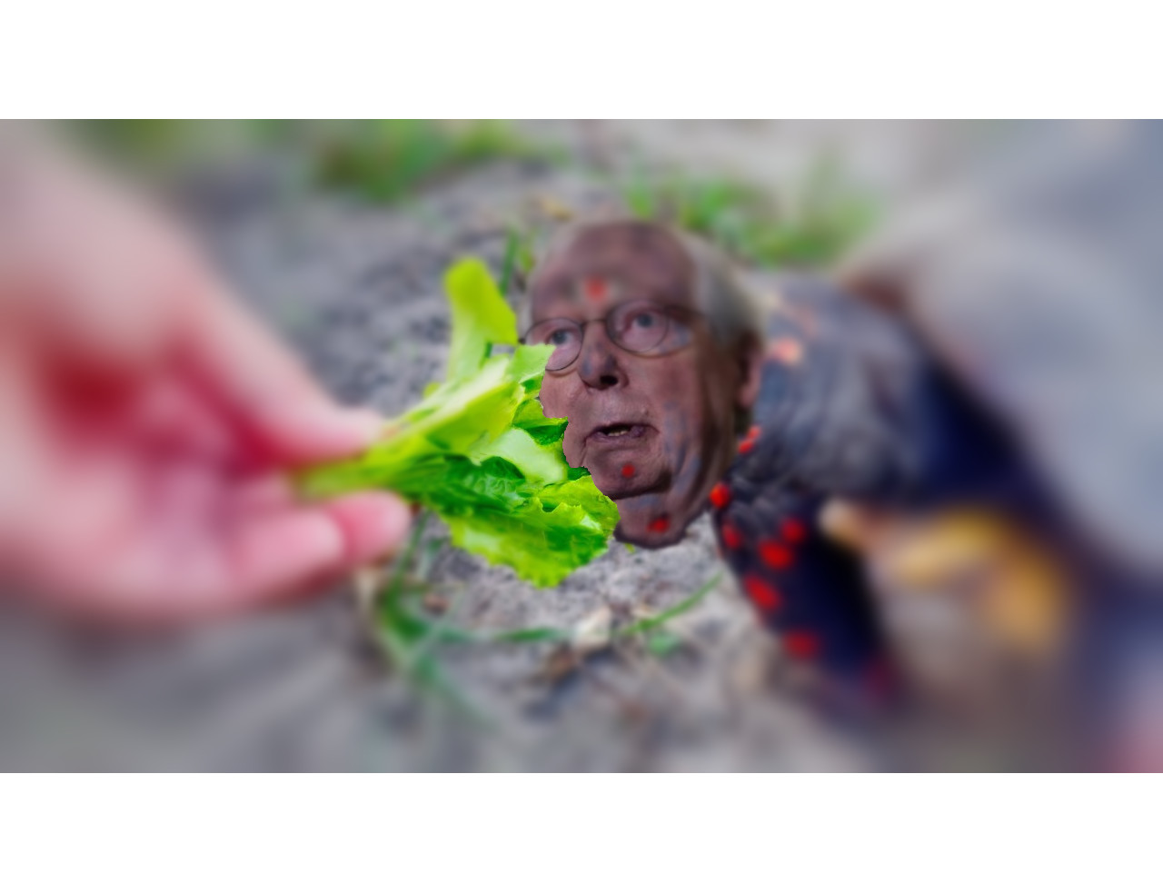 I'm looking for the Turtle People Blank Meme Template