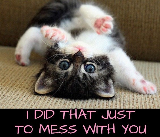 I DID THAT JUST TO MESS WITH YOU | image tagged in kitten | made w/ Imgflip meme maker