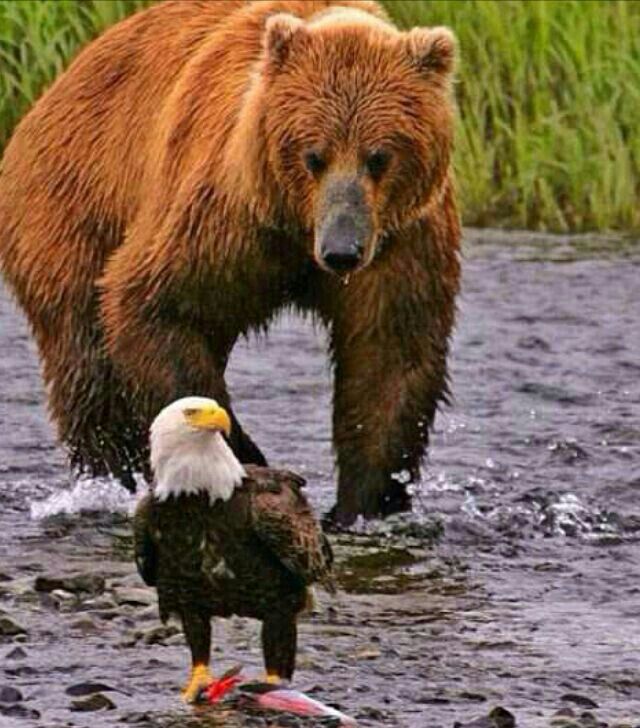 Bears vs Eagles Blank Meme Template