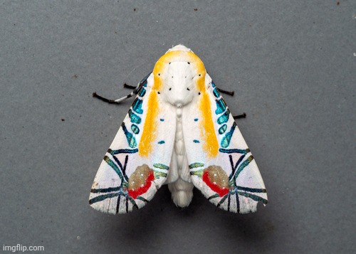 the PICASSO MOTH | made w/ Imgflip meme maker