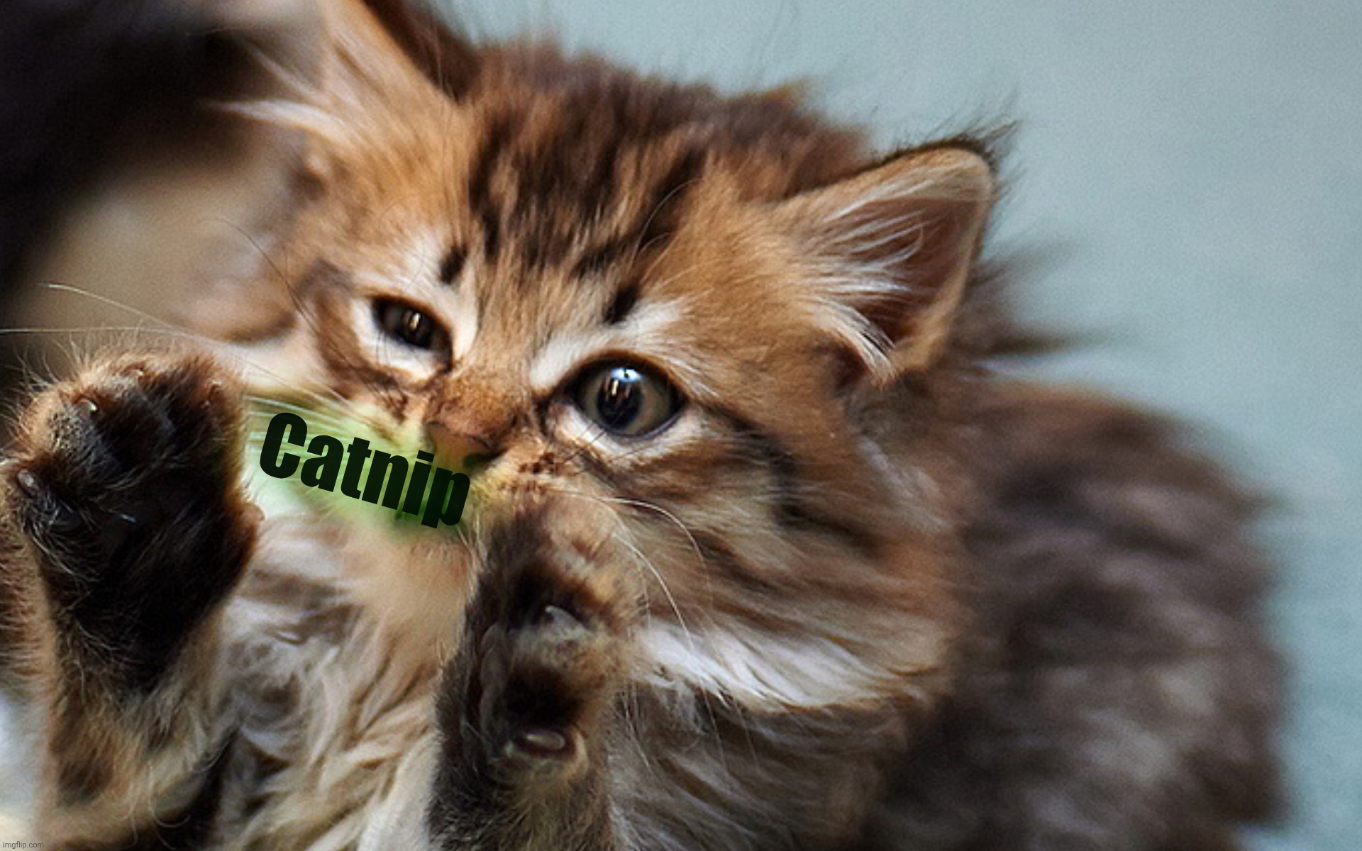 Catnip | made w/ Imgflip meme maker