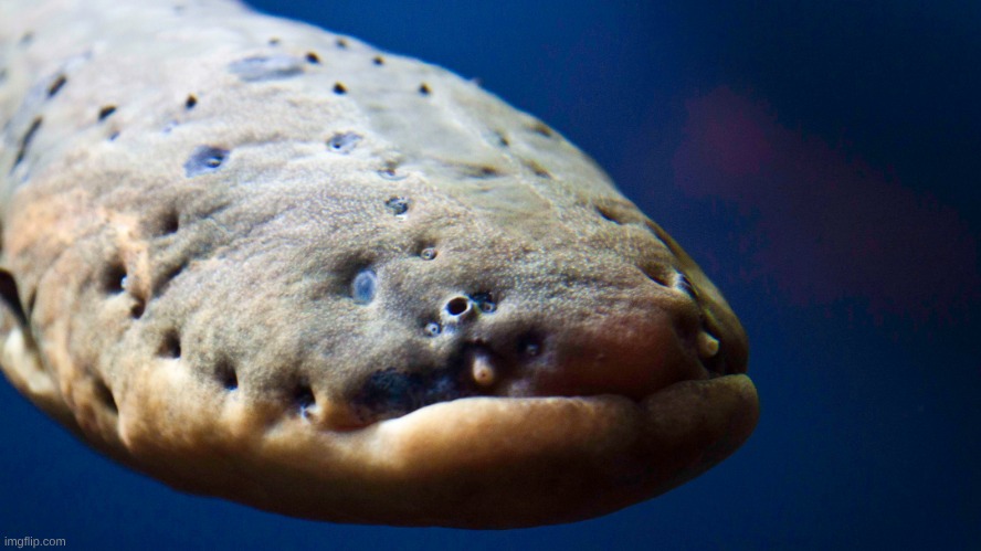 image tagged in electric eel | made w/ Imgflip meme maker