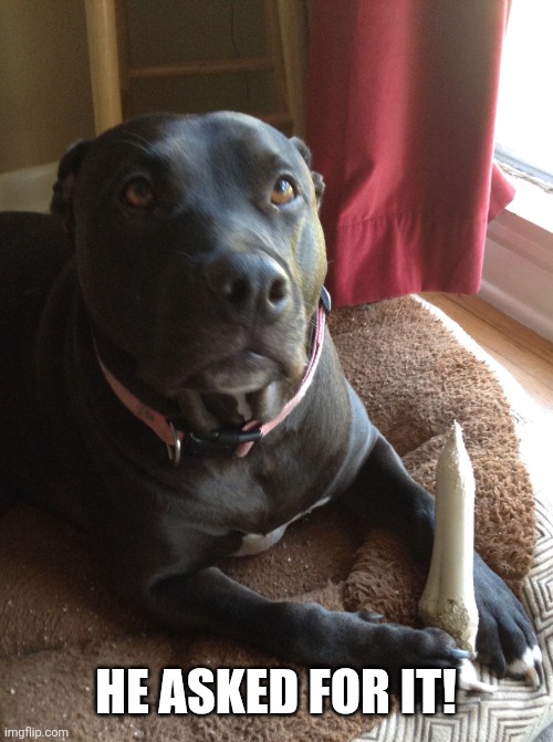 Pit bulls against Vick | HE ASKED FOR IT! | image tagged in pit bulls against vick | made w/ Imgflip meme maker