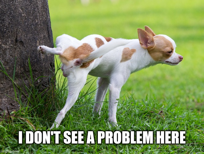 Dog peeing on tree | I DON'T SEE A PROBLEM HERE | image tagged in dog peeing on tree | made w/ Imgflip meme maker