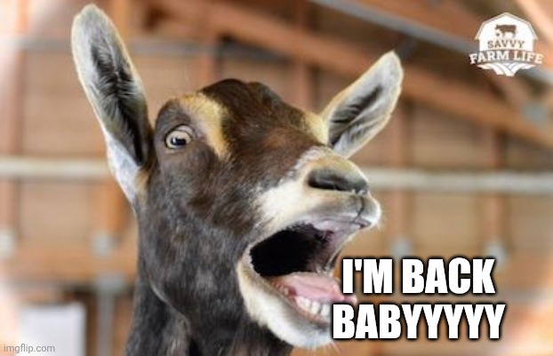 Im back ? | I'M BACK BABYYYYY | image tagged in screaming goat,imgflip,imgflip users,meanwhile on imgflip,imgflippers,animals | made w/ Imgflip meme maker