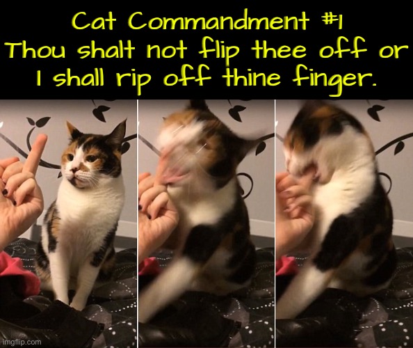 Cat Commandment #1 | Cat Commandment #1
Thou shalt not flip thee off or I shall rip off thine finger. | image tagged in cats,funny cats,dictator,attack,owned,middle finger | made w/ Imgflip meme maker