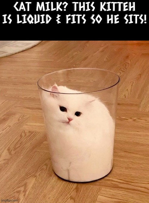 Cat Milk | CAT MILK? THIS KITTEH IS LIQUID & FITS SO HE SITS! | image tagged in cats,funny cat memes,liquid,milk,cute cat,contortionist | made w/ Imgflip meme maker