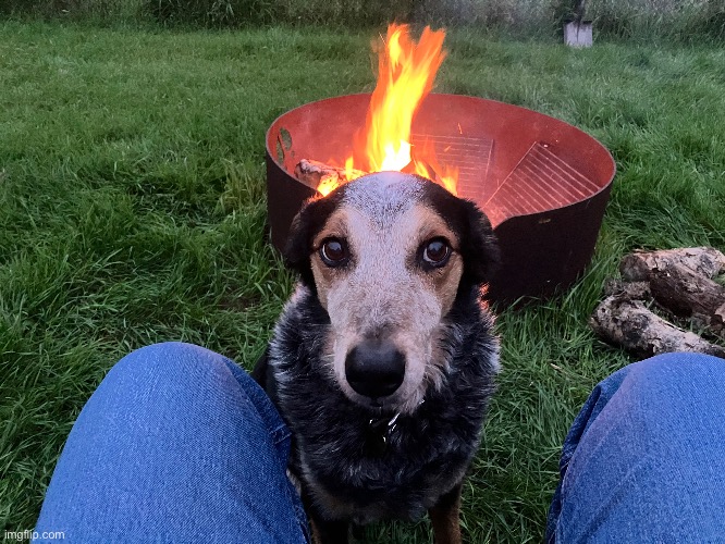 Meet volcano dog | made w/ Imgflip meme maker