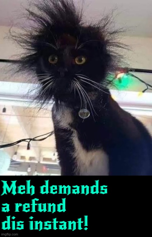 A Refund | Meh demands a refund dis instant! | image tagged in refund,bad haircut,cats,funny cats,angry cat,you had one job | made w/ Imgflip meme maker