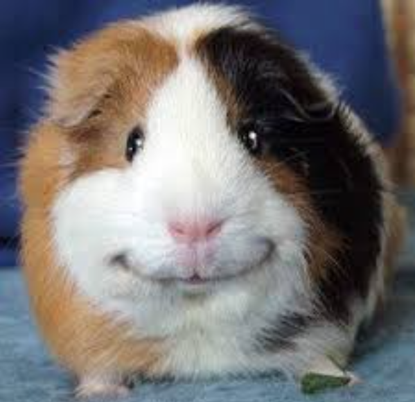 malicious guinea pig smile Blank Meme Template