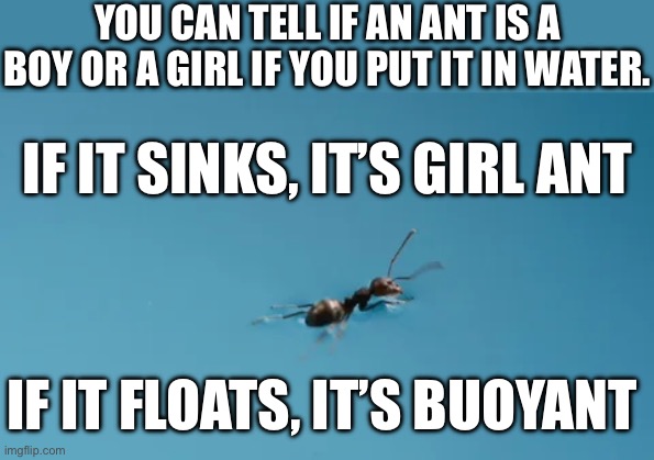 YOU CAN TELL IF AN ANT IS A BOY OR A GIRL IF YOU PUT IT IN WATER. IF IT SINKS, IT’S GIRL ANT; IF IT FLOATS, IT’S BUOYANT | image tagged in ant | made w/ Imgflip meme maker