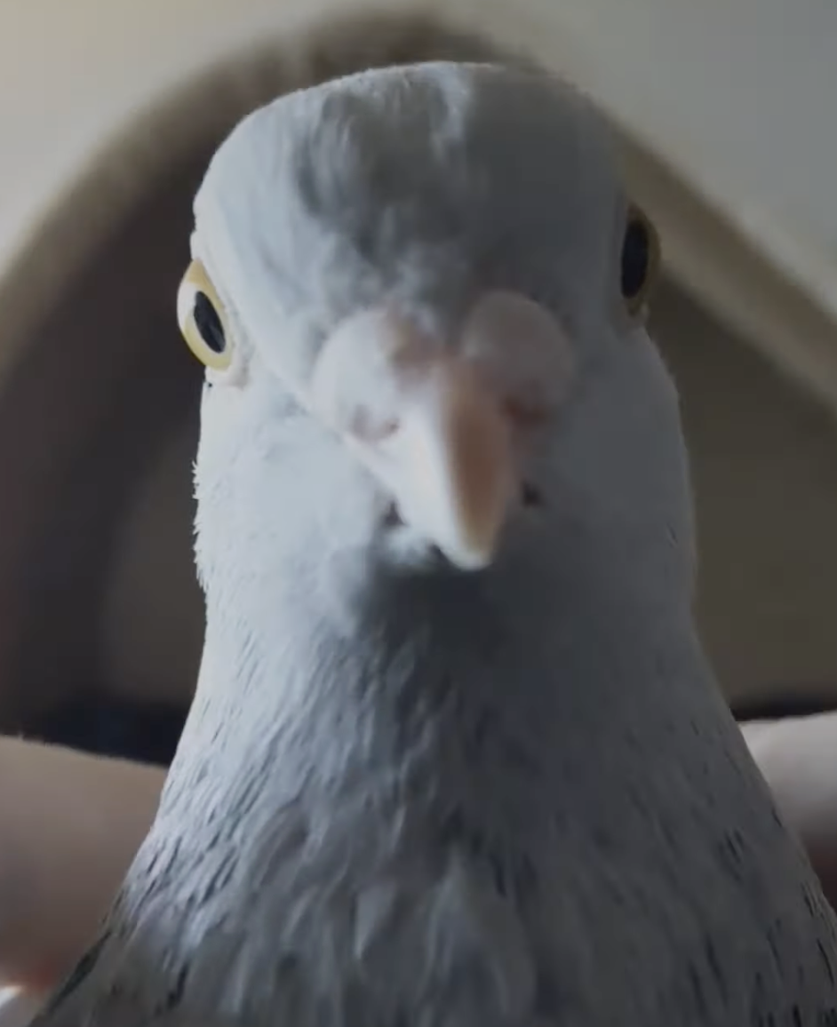 Disappointed pigeon Blank Meme Template