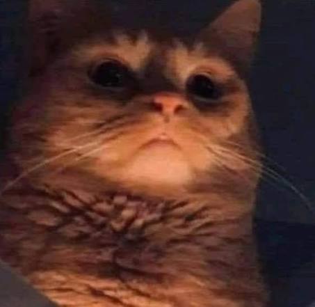 Pathetic cat blank Blank Meme Template