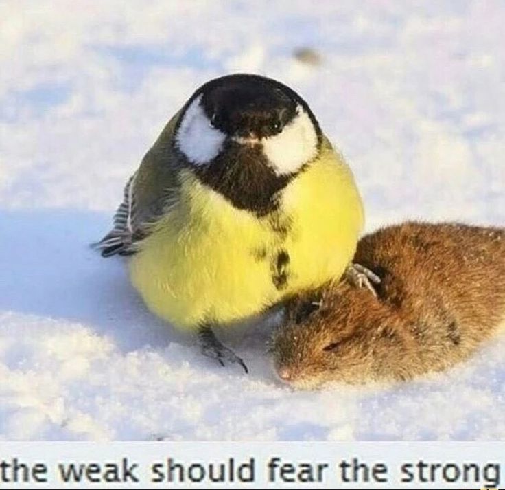The Weak Should Fear The Strong Bird Blank Meme Template