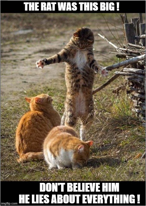 A Teller Of Tall Tales ! | THE RAT WAS THIS BIG ! DON'T BELIEVE HIM
HE LIES ABOUT EVERYTHING ! | image tagged in cats,exaggeration | made w/ Imgflip meme maker