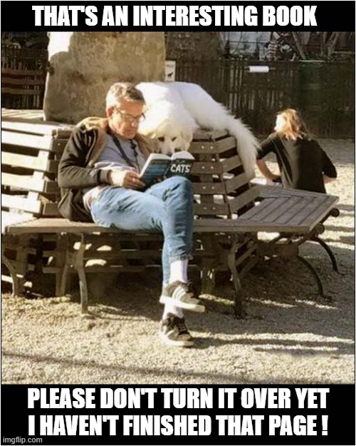 What You Reading ? | THAT'S AN INTERESTING BOOK; PLEASE DON'T TURN IT OVER YET
I HAVEN'T FINISHED THAT PAGE ! | image tagged in dogs,reading,books,cats | made w/ Imgflip meme maker