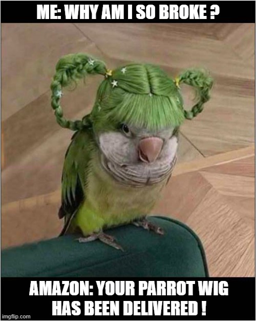 Worth Every Penny ! | ME: WHY AM I SO BROKE ? AMAZON: YOUR PARROT WIG
HAS BEEN DELIVERED ! | image tagged in broke,amazon,parrot,wig | made w/ Imgflip meme maker
