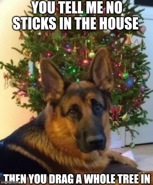 You Tell Me No Sticks In The House Then You Drag A Whole Tree In | YOU TELL ME NO STICKS IN THE HOUSE; THEN YOU DRAG A WHOLE TREE IN | image tagged in chrisjoines1 | made w/ Imgflip meme maker