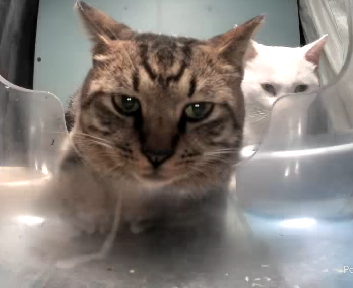 Cat Blank Meme Template