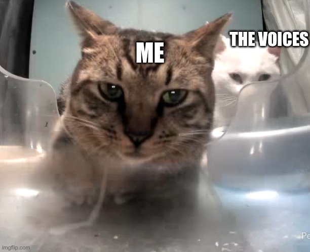 Cat | THE VOICES; ME | image tagged in cat | made w/ Imgflip meme maker