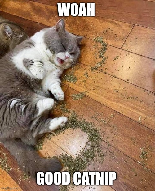 High cat | WOAH GOOD CATNIP | image tagged in high cat | made w/ Imgflip meme maker