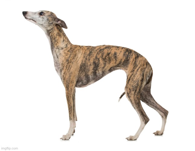 “Finish the horse” ahh dog | made w/ Imgflip meme maker