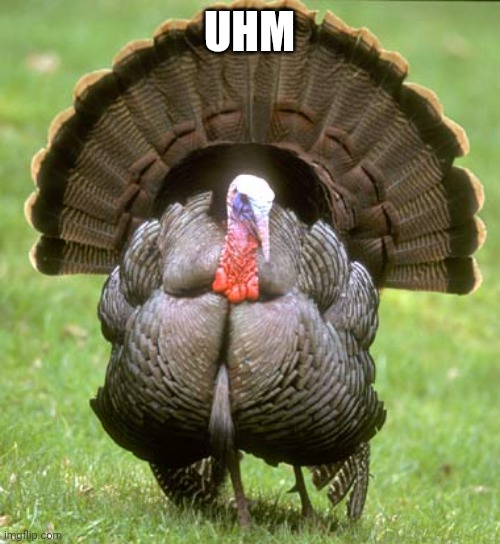 Turkey Meme | UHM | image tagged in memes,turkey | made w/ Imgflip meme maker