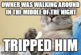 Success Cat | OWNER WAS WALKING AROUND IN THE MIDDLE OF THE NIGHT TRIPPED HIM | image tagged in success cat,AdviceAnimals | made w/ Imgflip meme maker