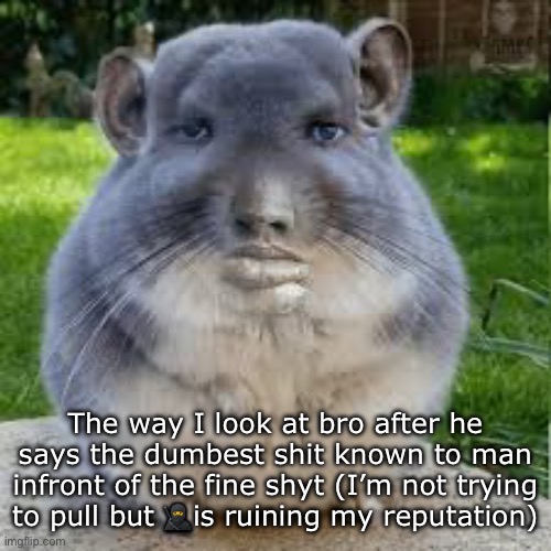 Grey Chinchilla Meme | The way I look at bro after he says the dumbest shit known to man infront of the fine shyt (I’m not trying to pull but 🥷is ruining my reputation) | image tagged in grey chinchilla meme | made w/ Imgflip meme maker