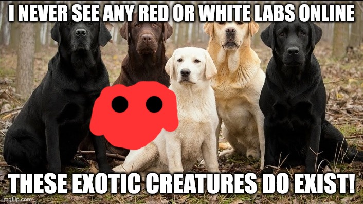Stop reading the name | I NEVER SEE ANY RED OR WHITE LABS ONLINE; THESE EXOTIC CREATURES DO EXIST! | image tagged in labrador day,stop reading the tags | made w/ Imgflip meme maker