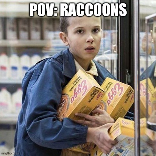 Raccoons | POV: RACCOONS | image tagged in mood | made w/ Imgflip meme maker