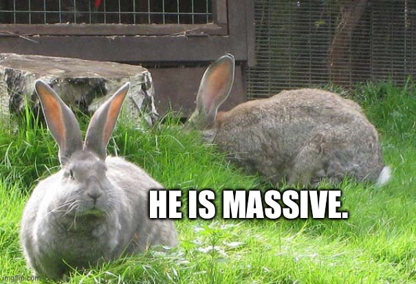 bnuuy of the day 11/29 | HE IS MASSIVE. | image tagged in bnuuy,bunny,rabbit | made w/ Imgflip meme maker