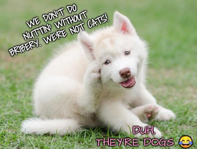 WE DON'T DO NUTTIN' WITHOUT BRIBERY. WE'RE NOT CATS! DUH, THEY'RE DOGS ? | made w/ Imgflip meme maker