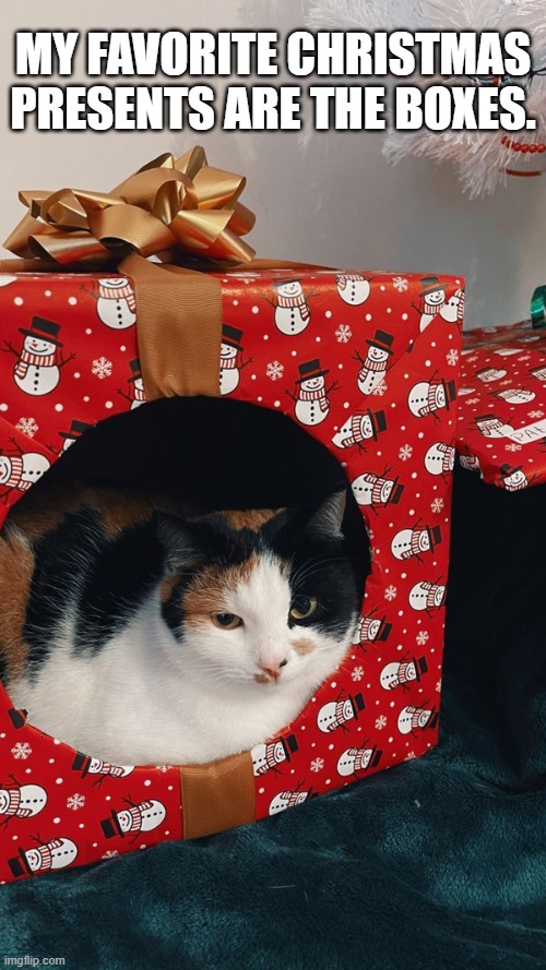 Cats favorite Christmas presents are the boxes !! | MY FAVORITE CHRISTMAS PRESENTS ARE THE BOXES. | image tagged in cat,kittens,christmas,presents,christmas presents,boxes | made w/ Imgflip meme maker