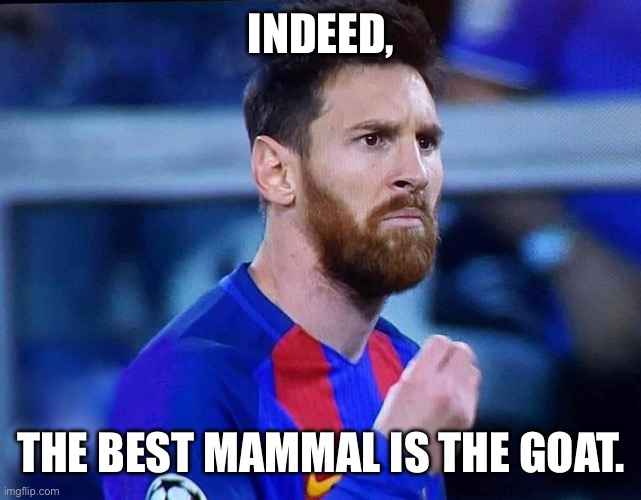 INDEED, THE BEST MAMMAL IS THE GOAT. | image tagged in italian messi 2 | made w/ Imgflip meme maker